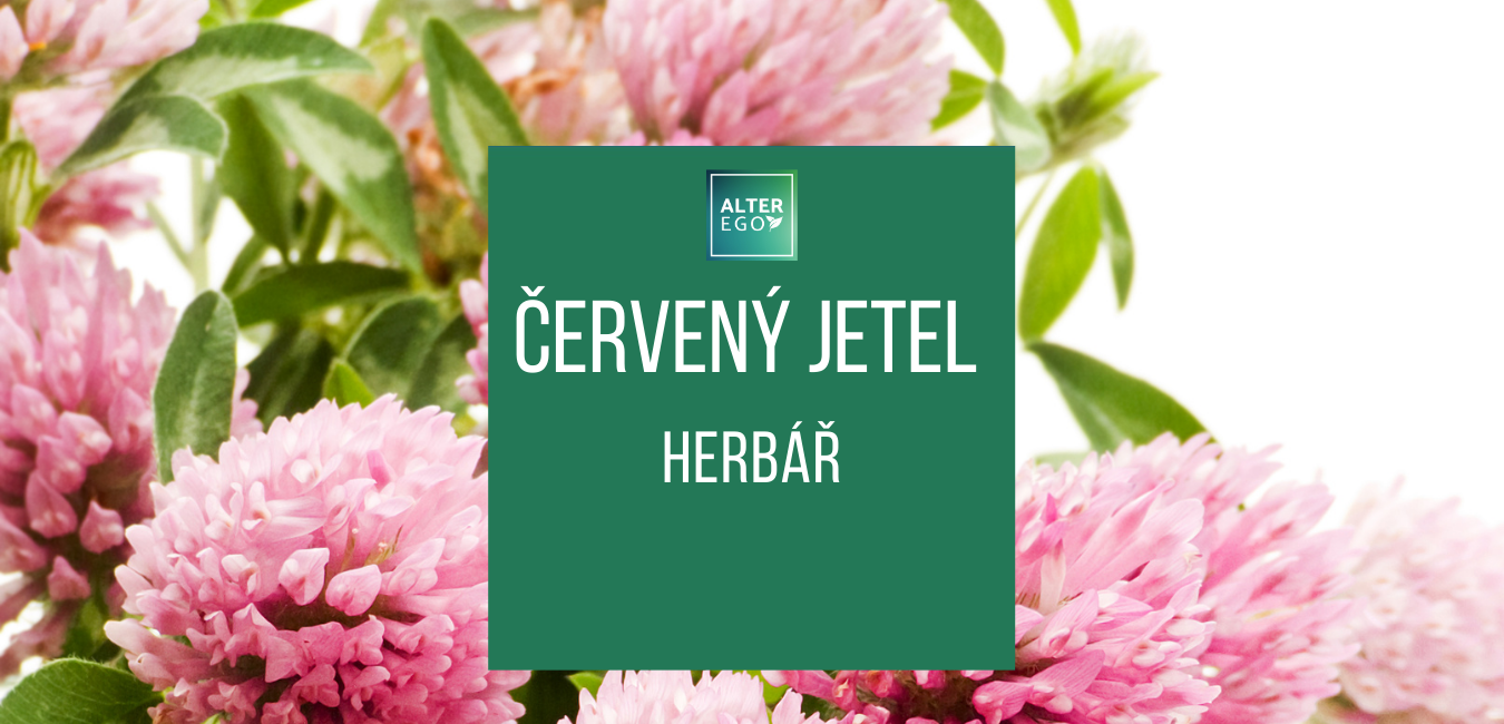 Červený jetel - herbář