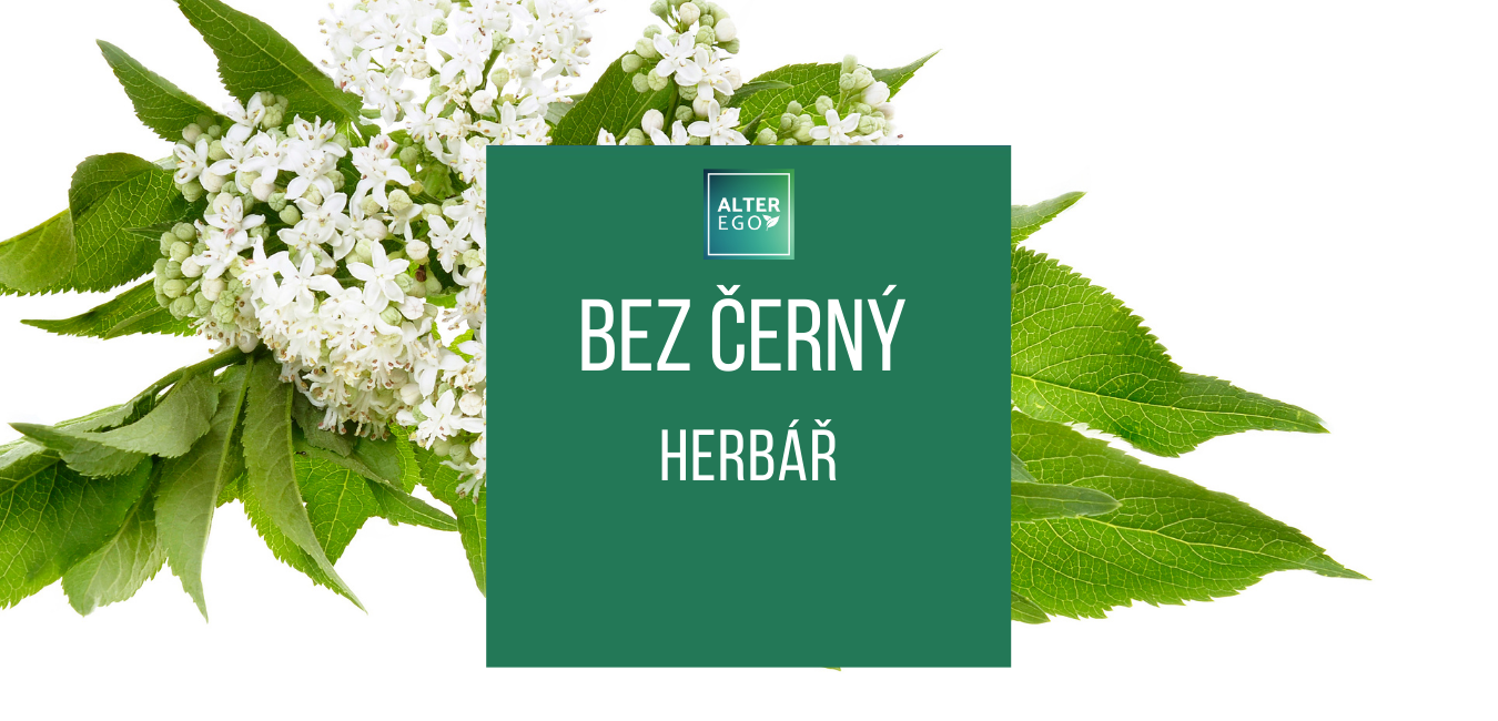 Herbář - bez černý