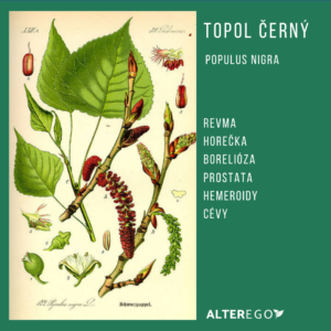 Topol černý