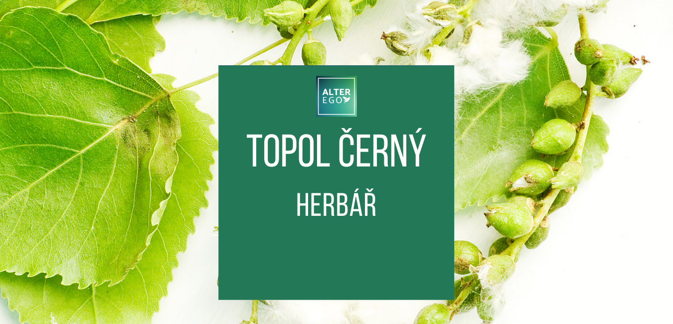 Topol černý