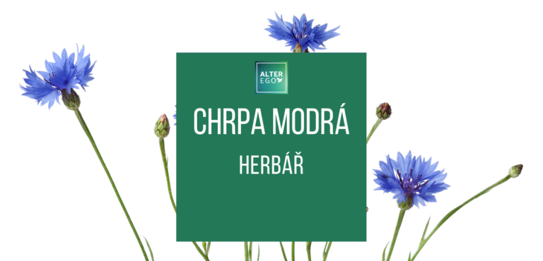 Chrpa modrá