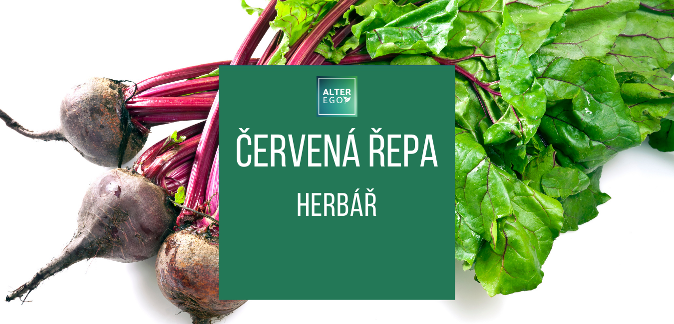 Červená řepa