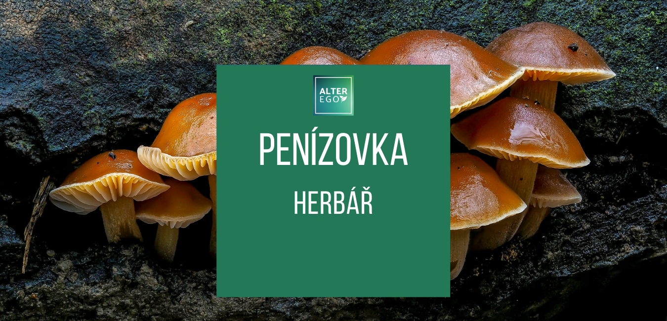 Penízovka