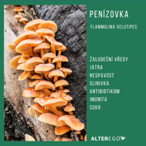 Penízovka