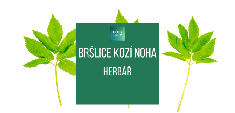 Bršlice kozí noha