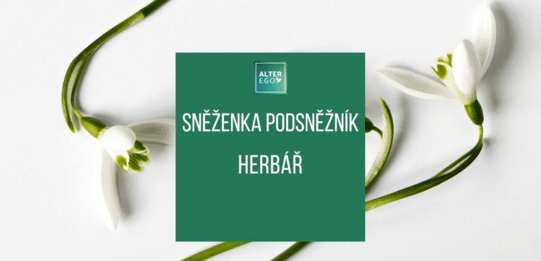 Sněženka podsněžník