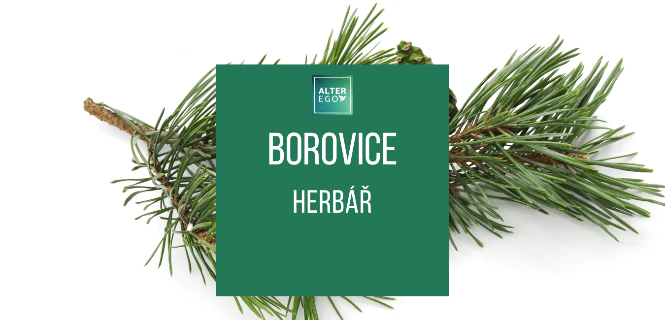 Borovice