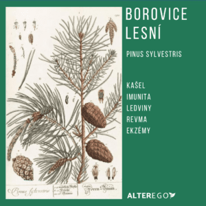 Borovice lesní