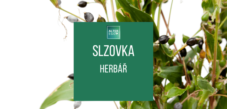 Slzovka obecná