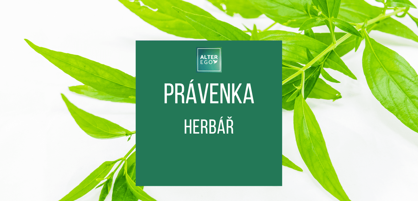 Právenka latnatá náhledovka