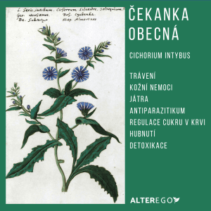 Čekanka obecná