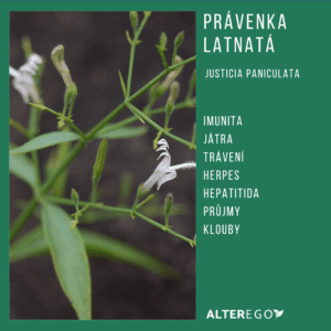 Právenka latnatá - herbář