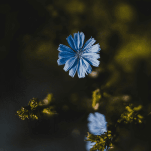Čekanka obecná (Cichorium intybus)