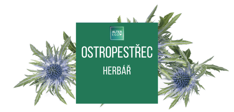 Ostropestřec mariánský